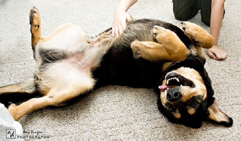 20 bellies that need to be scratched immediately