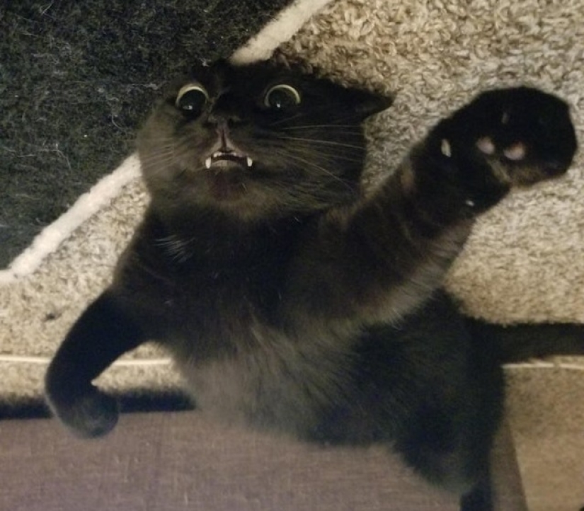 20 cats that either finally broke down, or were pumped to a new level