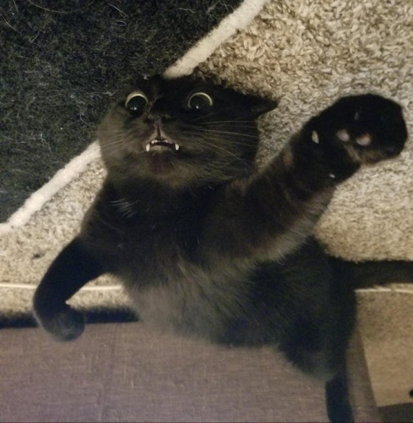 20 cats that either finally broke down, or were pumped to a new level