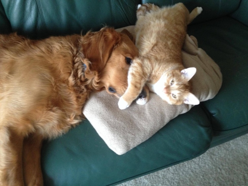 20 cats who have a crush on dogs