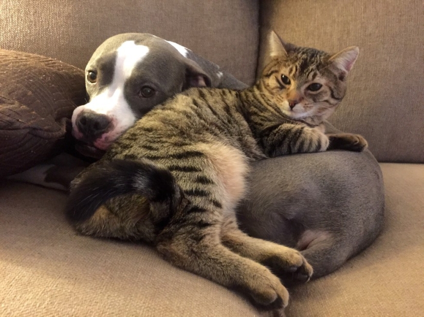 20 cats who have a huge crush on dogs