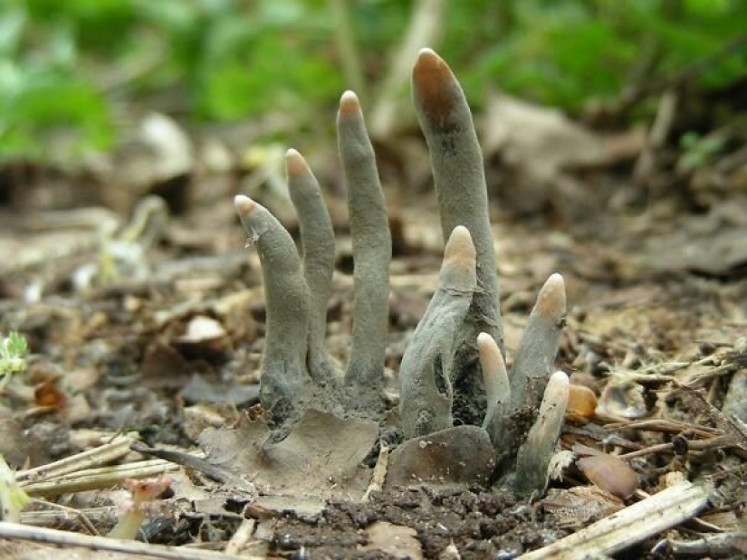 20 creations of nature that can cause horror even in a person with a strong psyche