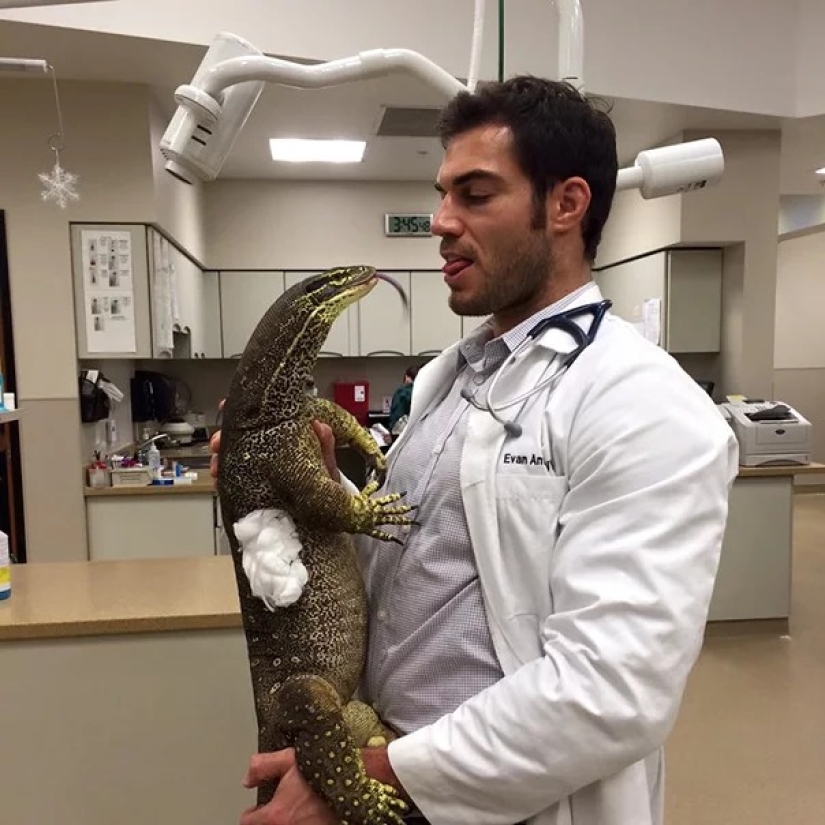 20 cute proofs that a veterinarian is a flying profession