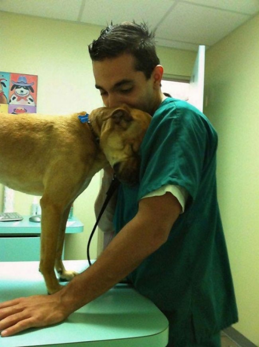 20 cute proofs that a veterinarian is a flying profession