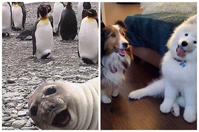 20 cutest pictures that will make your day better