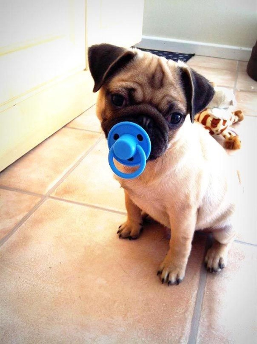 20 dogs who Don't Know How Stupid They look with their Toys