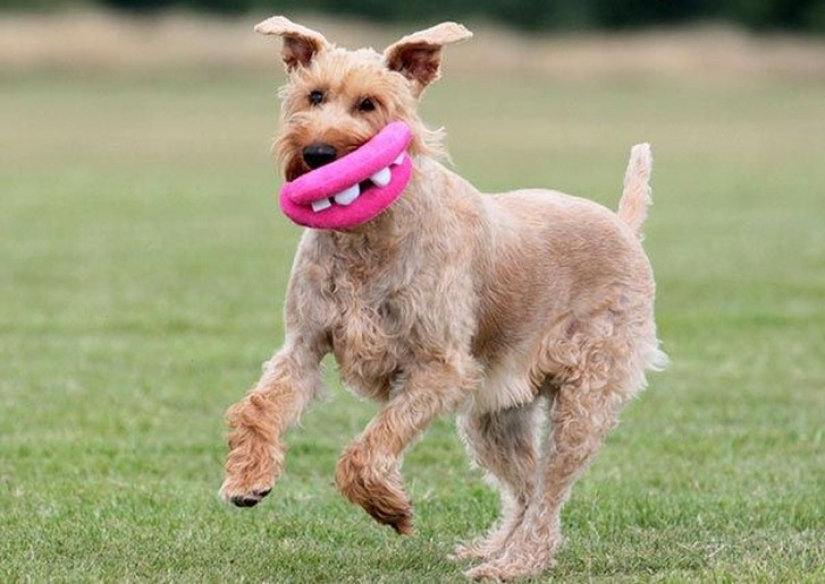 20 Dogs Who Have No Idea About How Stupid They Look With Their Toys