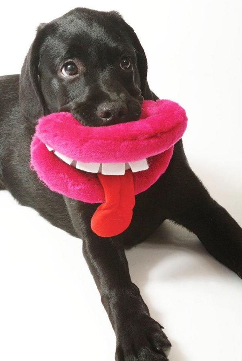 20 Dogs Who Have No Idea About How Stupid They Look With Their Toys