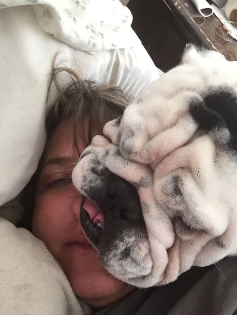 20 dogs who have no idea about personal space