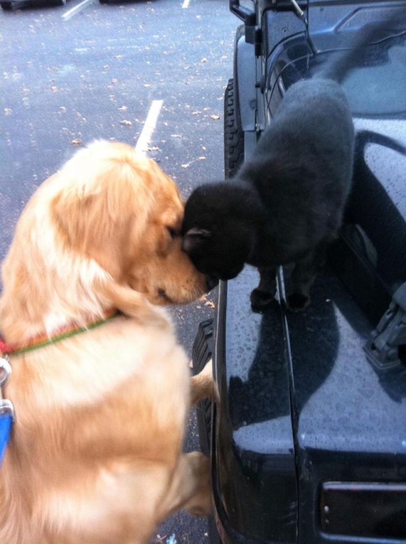 20 emotional snapshots that will melt the heart of even the "biscuit"