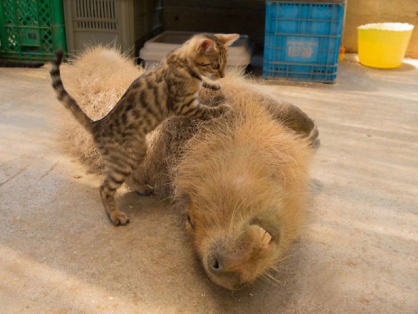 20 evidence that capybaras are the most cute and friendly animals in the world