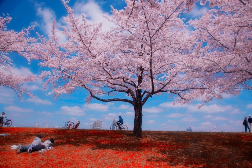 20 fotogramas de fotografía callejera que revelan un lado desconocido de Japón