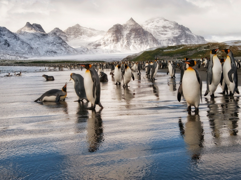 20 fotos que te harán querer visitar la Antártida