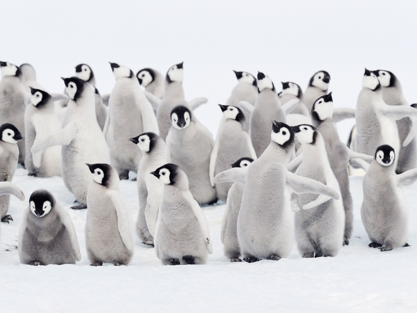 20 fotos que te harán querer visitar la Antártida