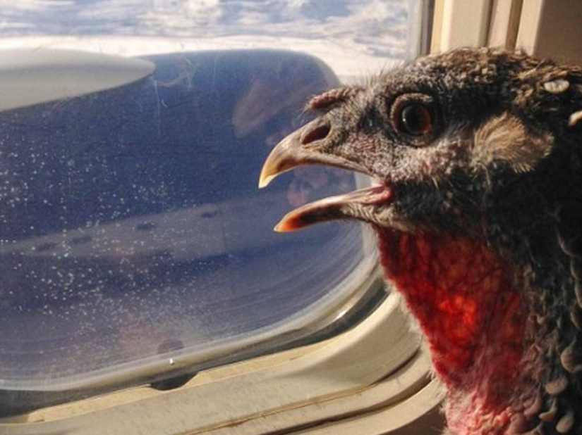 20 funniest and most unusual animal-air passengers