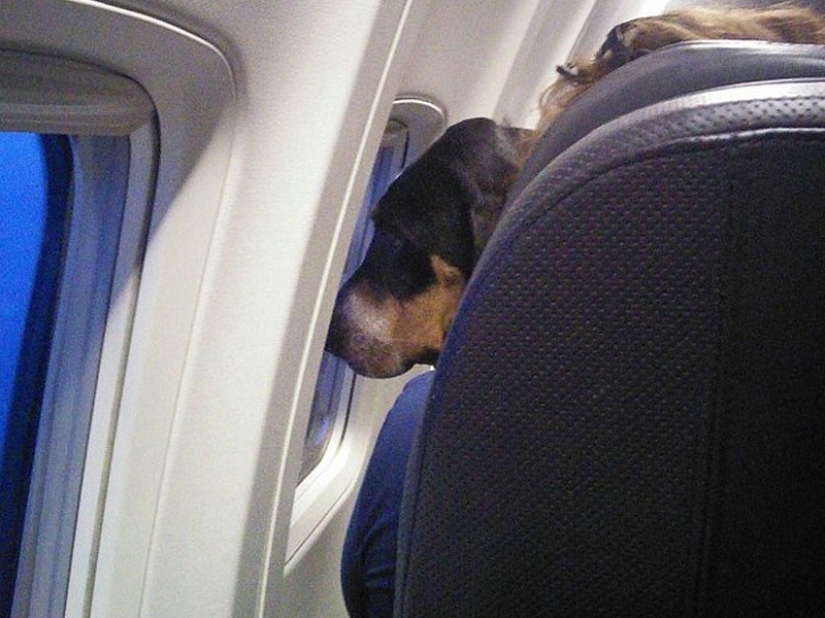 20 funniest and most unusual animal-air passengers