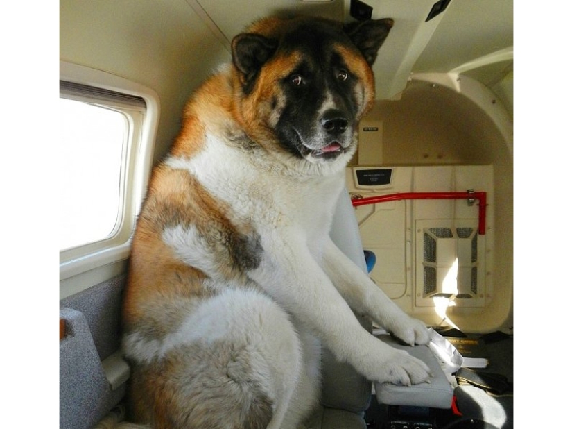 20 funniest and most unusual animal-air passengers