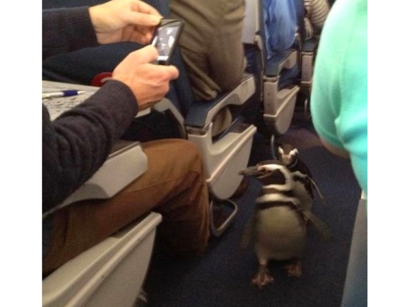 20 funniest and most unusual animal-air passengers