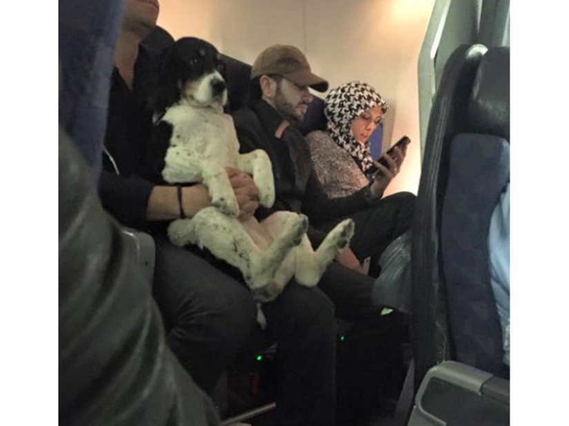 20 funniest and most unusual animal-air passengers