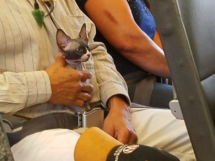 20 funniest and most unusual animal-air passengers