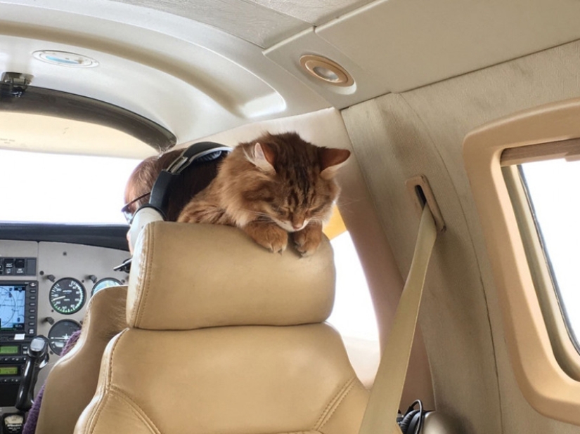 20 funniest and most unusual animal-air passengers