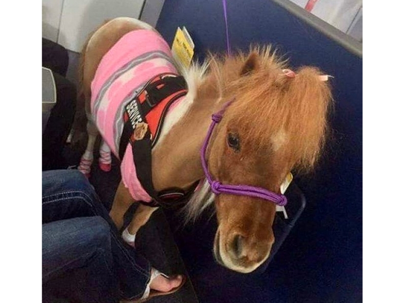 20 funniest and most unusual animal-air passengers
