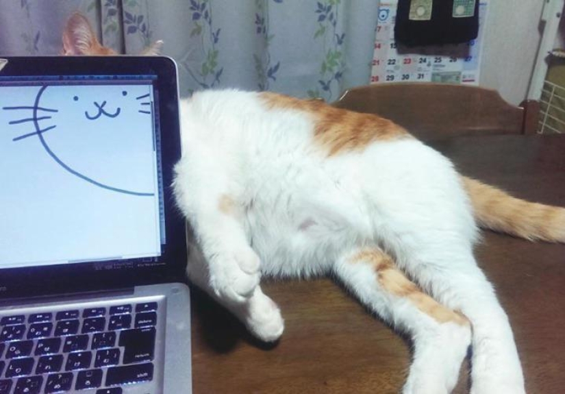20 funny hardworking cats who were looking forward to the weekend