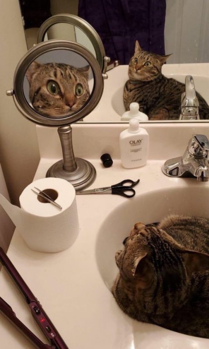 20 funny photos of cats that will make you laugh
