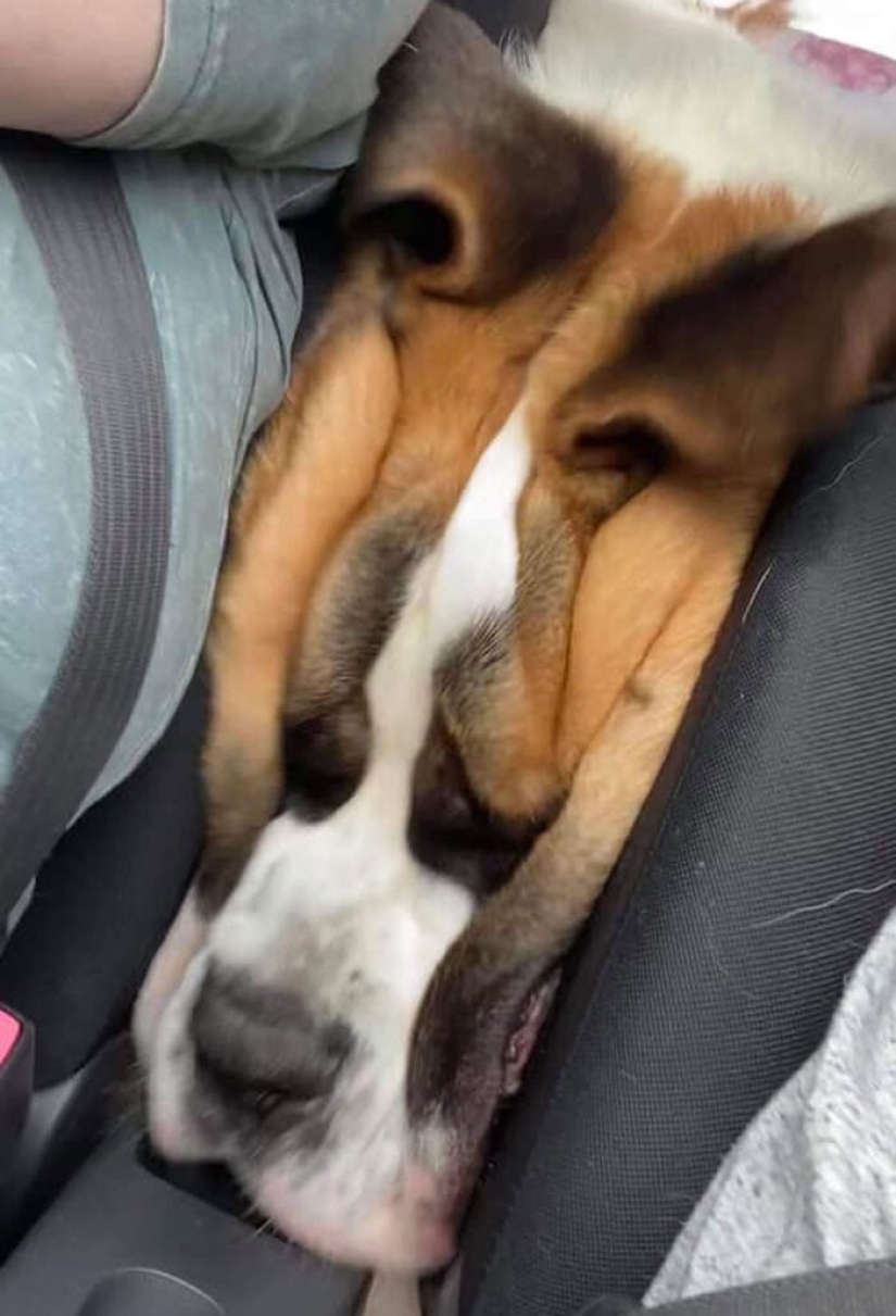 20 + funny photos of dogs with which something clearly went wrong