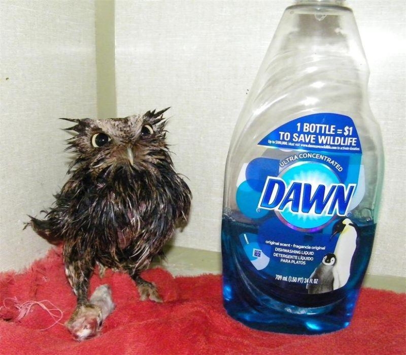 20 incredibly cool owls that will not leave anyone indifferent