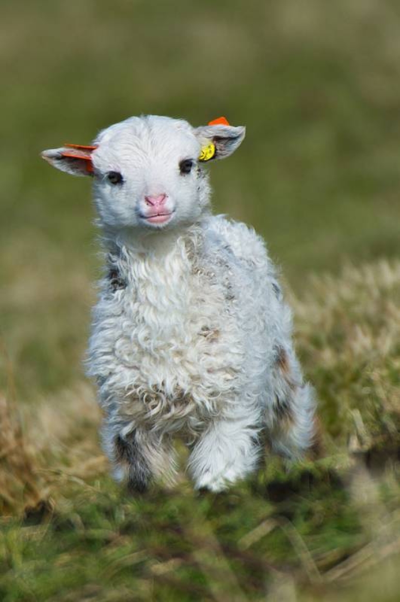 20 mimic baby animals that will warm your soul on this cold day