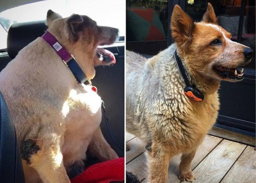 20 pictures of dogs before and after they took him in the legs and was able to lose weight