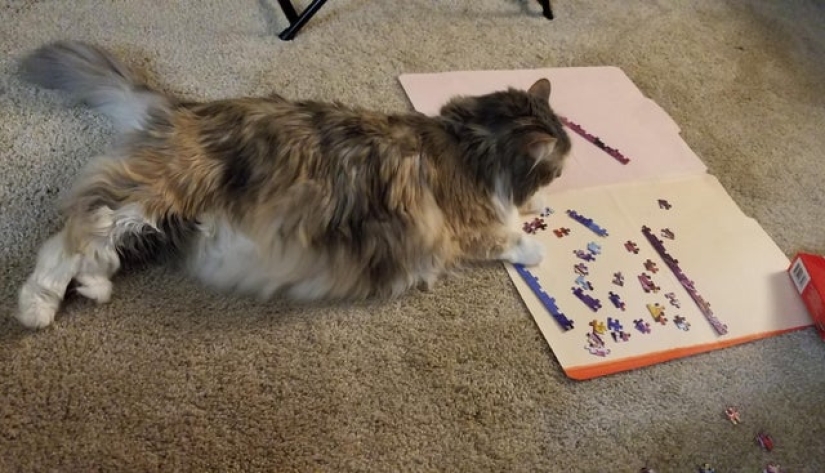 20 proofs that cats and puzzles are incompatible