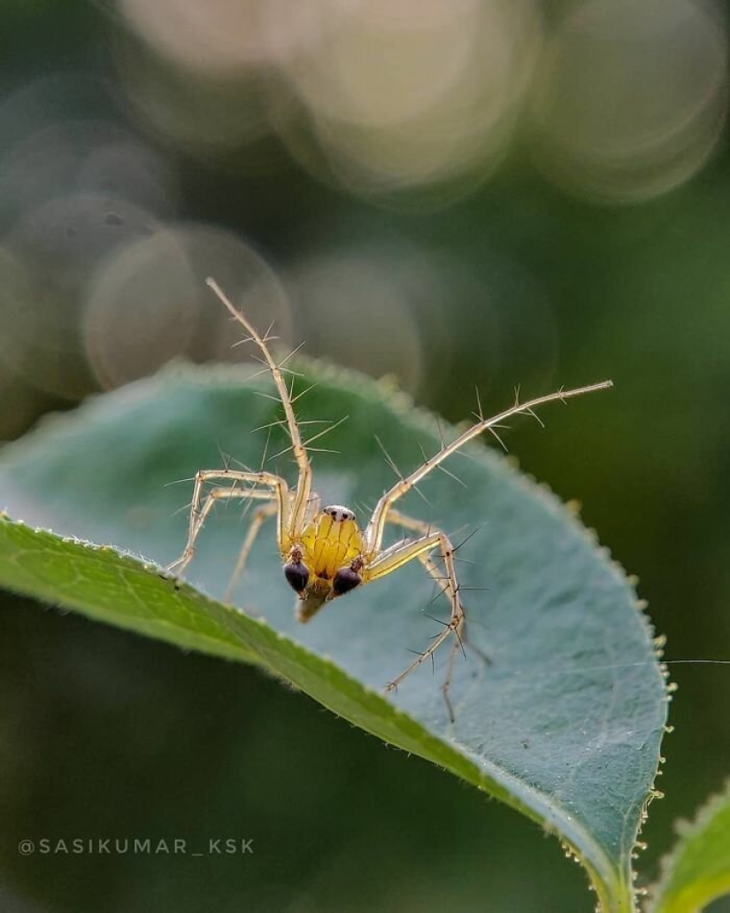 20-year-old Indian makes an incredible photo of the insect on the phone