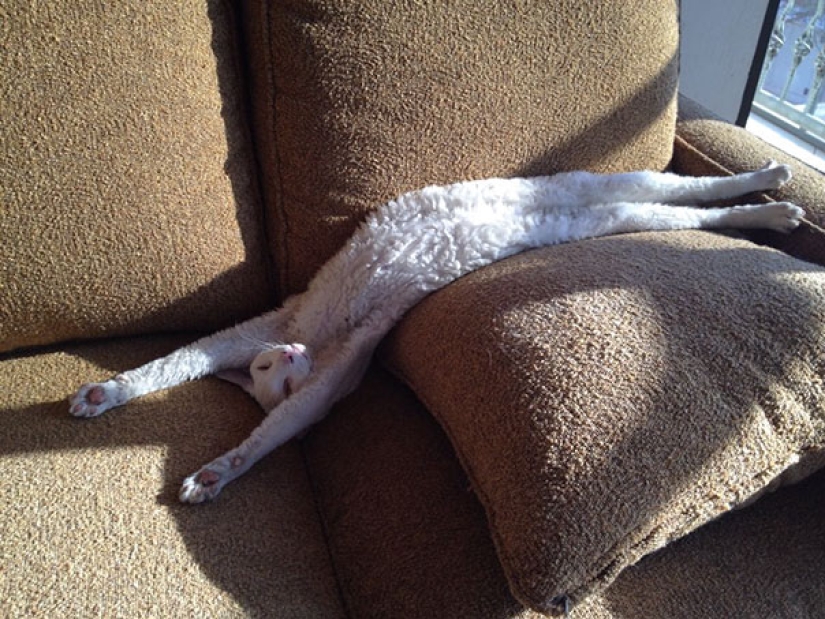 21 indisputable arguments in favor of the fact that animals are liquid