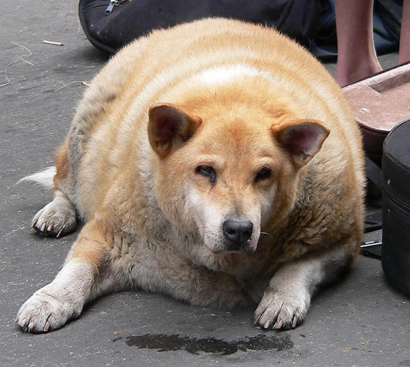 22 animales con sobrepeso