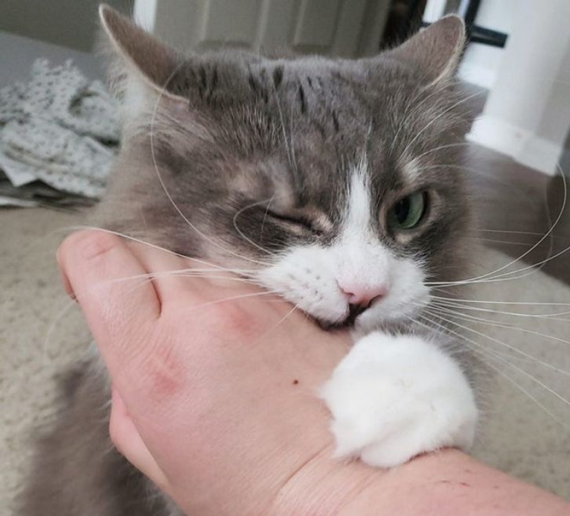 22 biting cats who decided to head the household hierarchy
