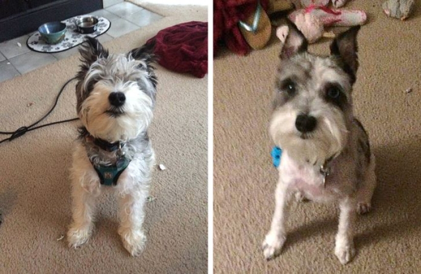 22 cases when a haircut transformed animals beyond recognition
