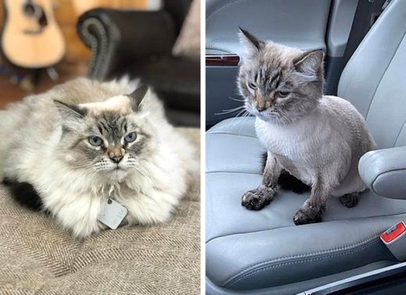 22 cases when a haircut transformed animals beyond recognition