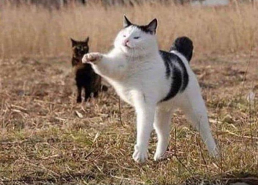 22 cats in which the hunting instinct suddenly woke up, but they forgot how to do it
