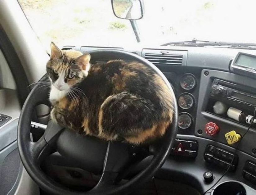 22 cats who, like no one else, know how to find a cozy place