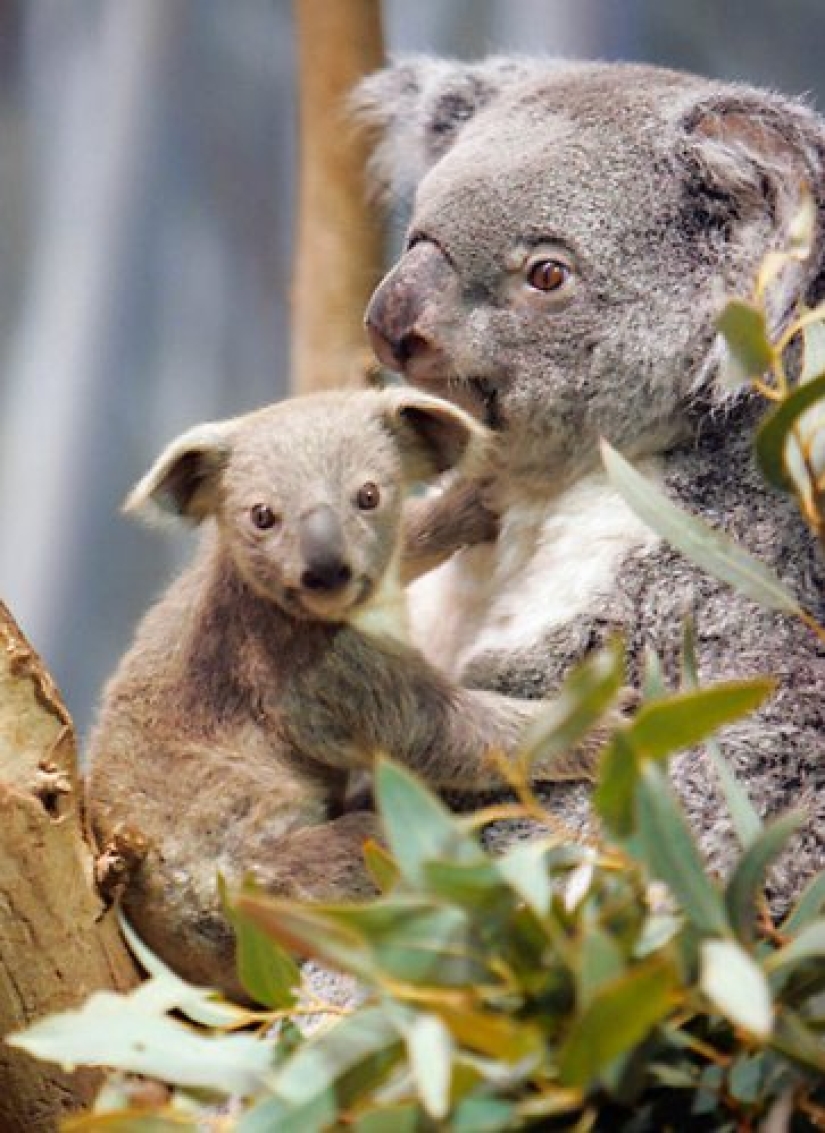 22 cute cubs of wild animals that you just want to cuddle