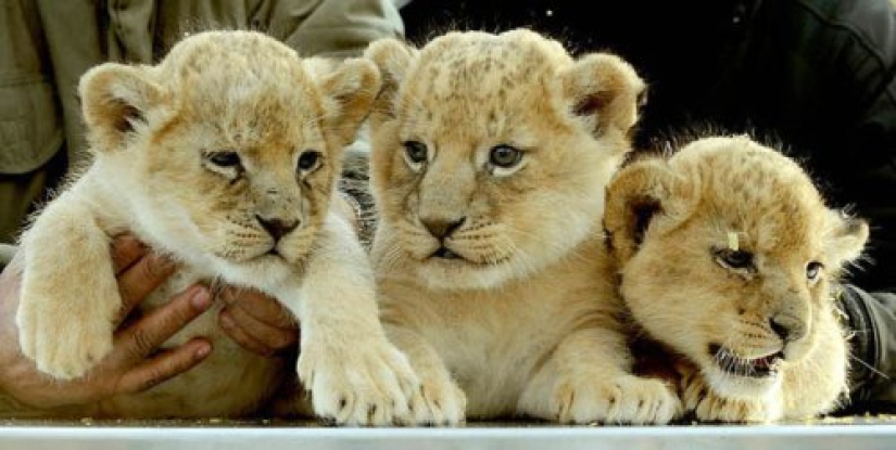 22 cute cubs of wild animals that you just want to cuddle
