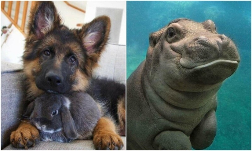 22 cute photos of animals that will get rid of any spleen