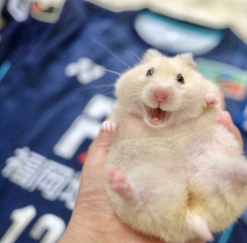 22 cute photos of hamsters that will make you smile