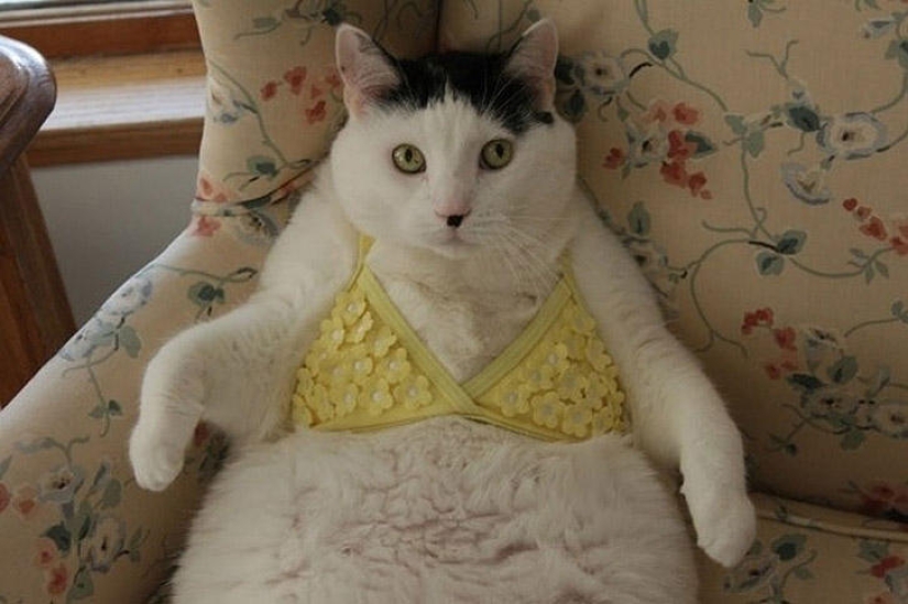 22 fat cats that are guaranteed to cheer you up