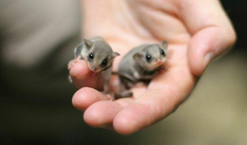 22 fotos de pequeños animales que caben en un dedo