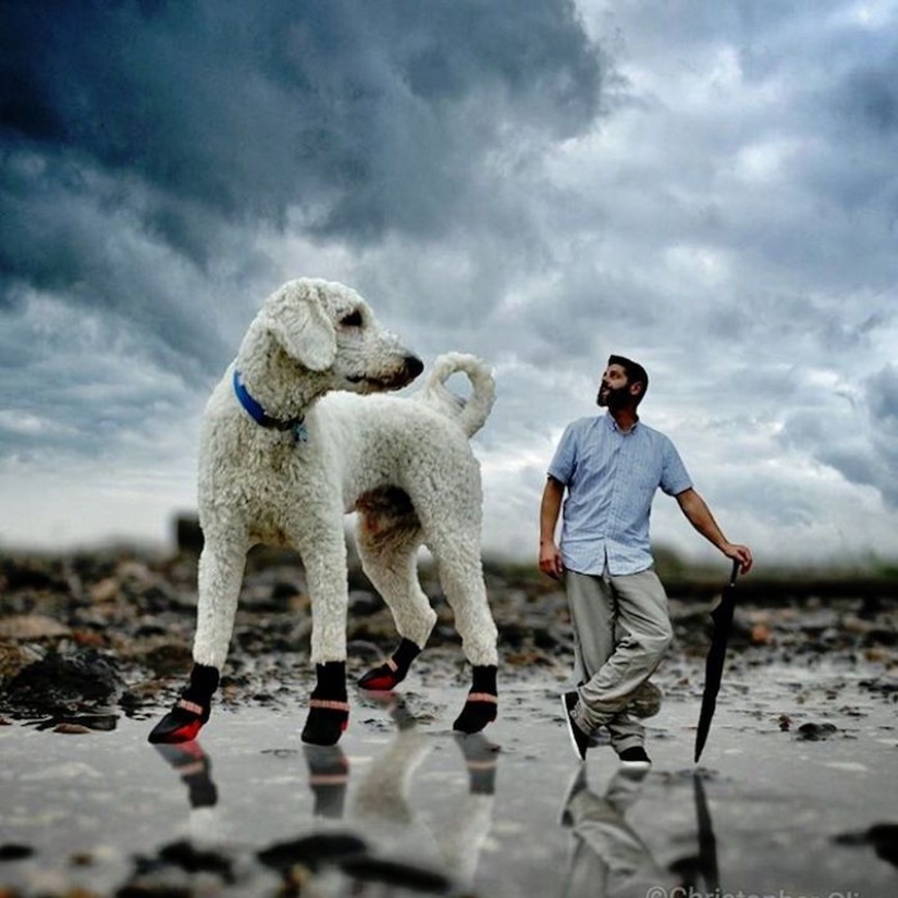 22 funny photos about the incredible adventures of a photographer and his "giant" dog