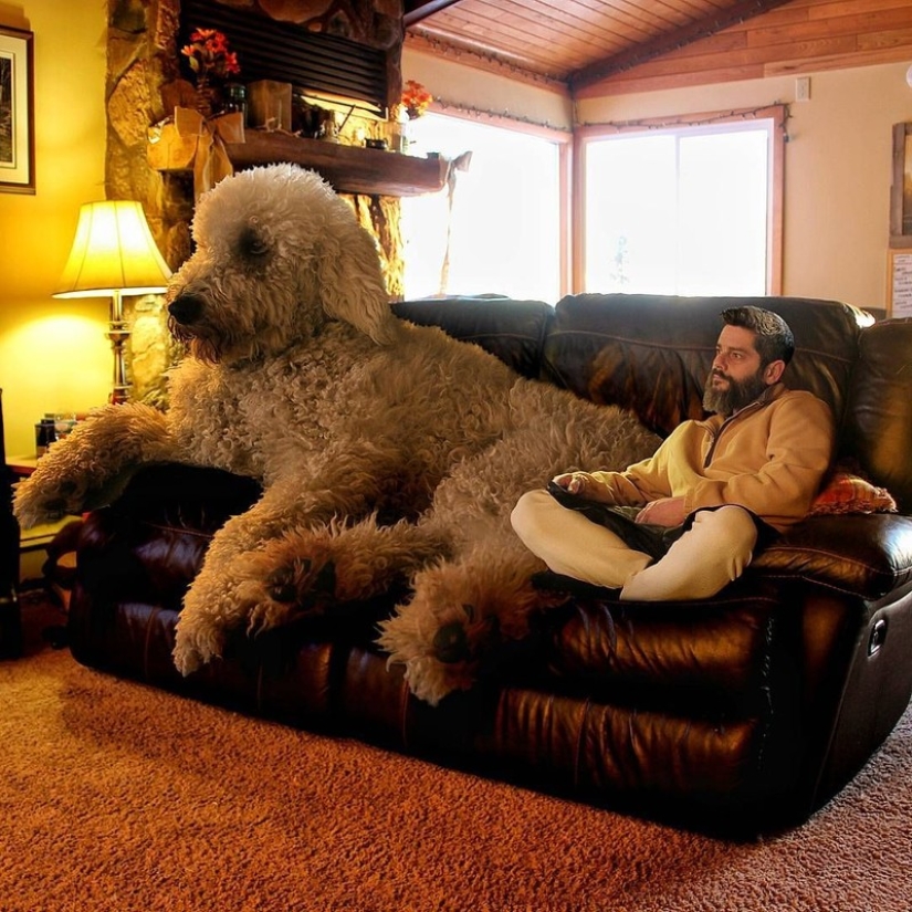 22 funny photos about the incredible adventures of a photographer and his "giant" dog