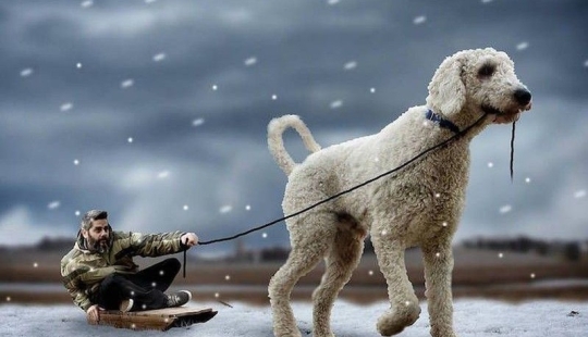 22 funny photos about the incredible adventures of a photographer and his "giant" dog